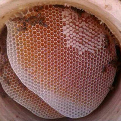 Why Yemeni Sidr Honey is Not Like Any Other Sidr Honey from Other Regions?