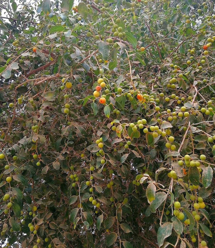 Sidr Tree