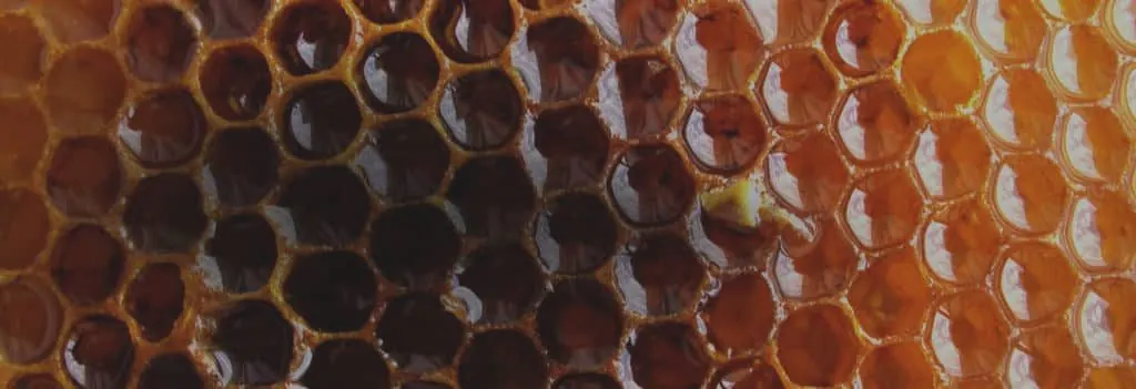 Sidr honeycomb from the Autumn 2025 harvest