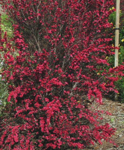 Manuka Tree